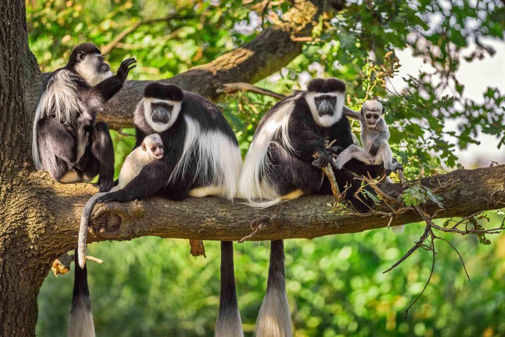 8 Days Tanzania Combo Safari
