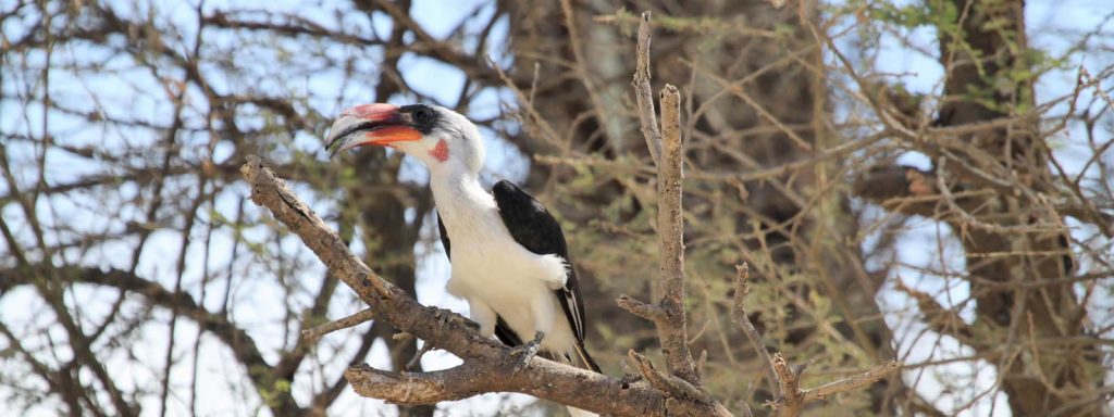 5 Days Tanzania Birding