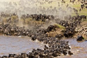 7 Days Serengeti Migration Safari