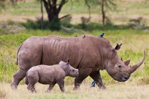 5-Day Safari to Tarangire, Ngorongoro and Serengeti National Park ( From 2pax up to 6pax)