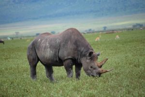 5-Day Safari to Tarangire, Ngorongoro and Serengeti National Park ( From 2pax up to 6pax)