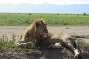 6-Day Ultimate Tanzania Safari Adventure Itinerary (from 2 people up to 6 people )
