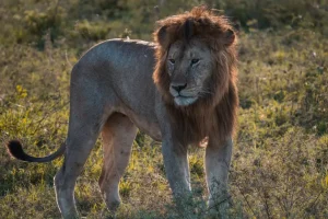 6-Day Ultimate Tanzania Safari Adventure Itinerary