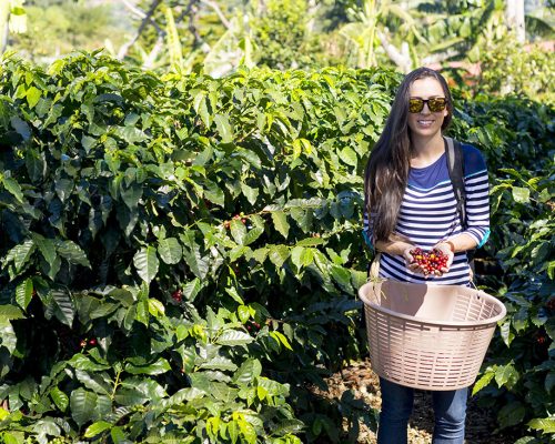Coffee Tour (Nkoaranga or Tengeru)