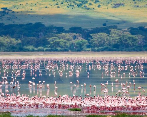 Lake Manyara National Park Safari