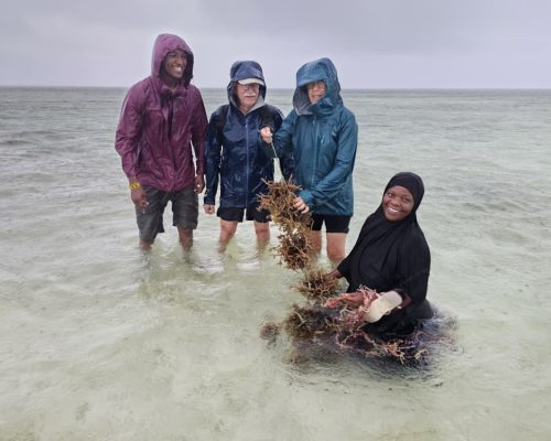 Seaweed Farming in Zanzibar